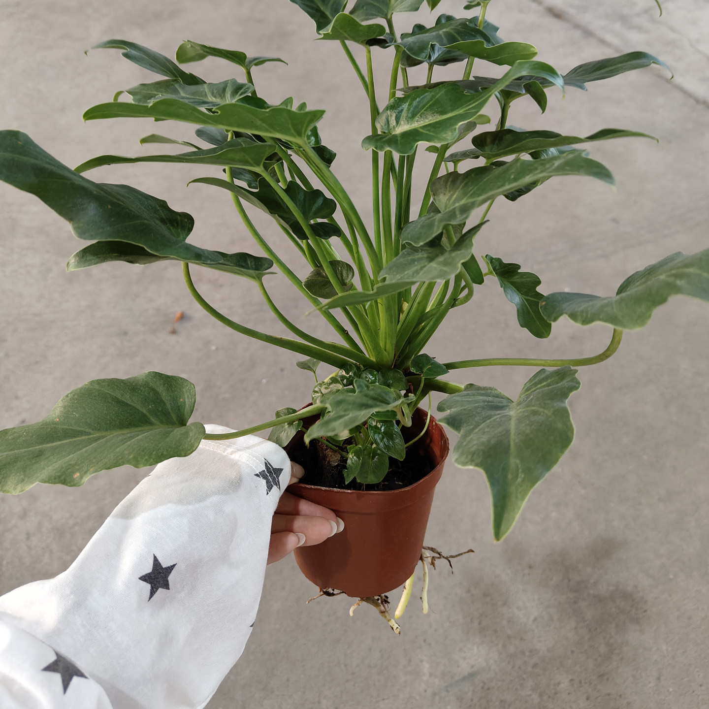 龙鳞小天使盆栽网红ins风绿植室内观叶北欧简约桌面家居摆放