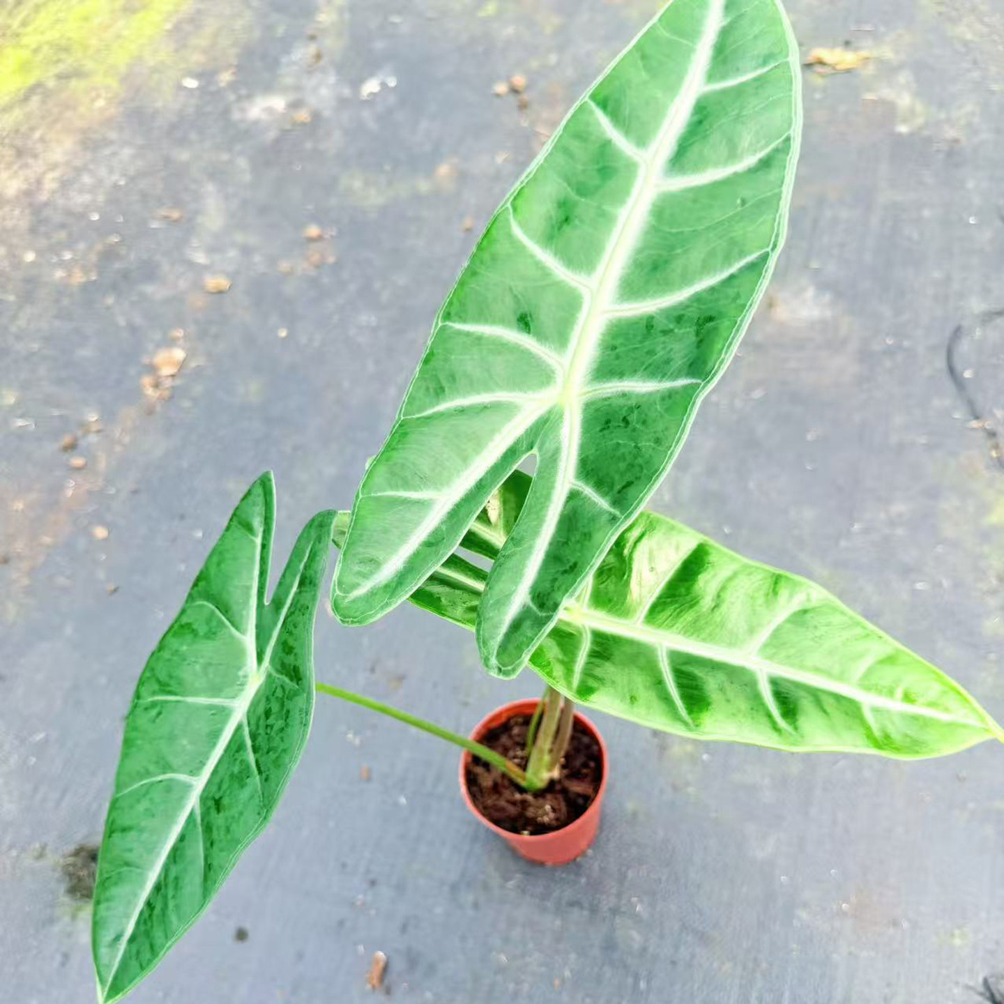 银脉剑叶海芋植物盆栽室内好养耐旱懒人桌面绿植