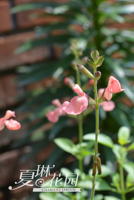 夏琳花园樱桃鼠尾草丰花裙摆花瓣