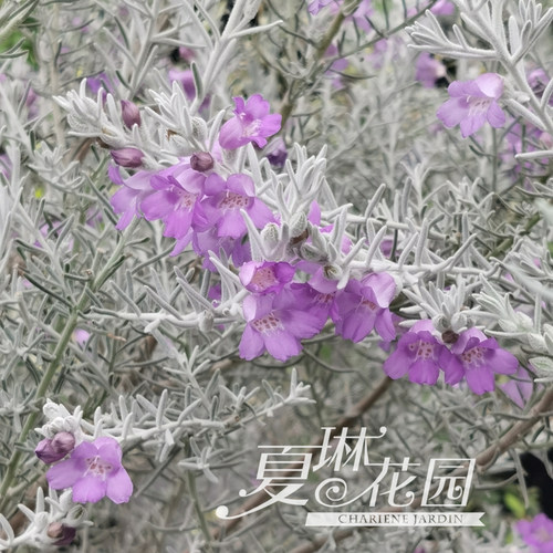 自带蓬松【银雾森林】质感荒漠风