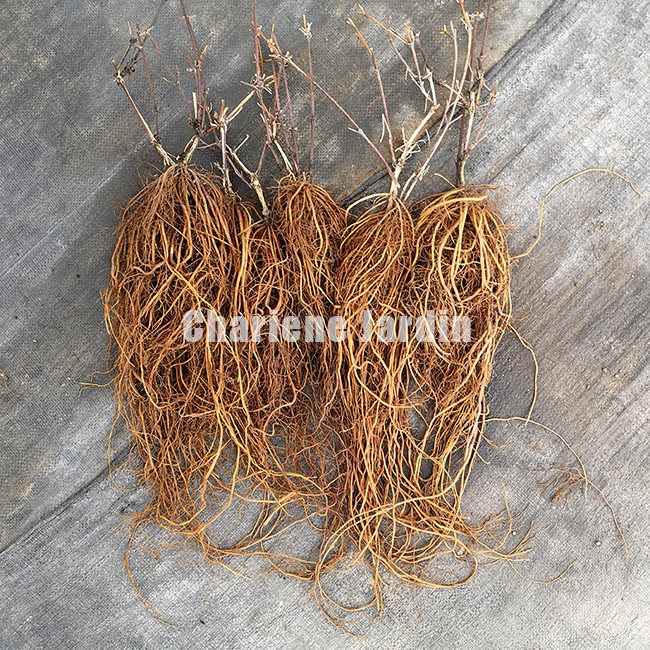 夏琳花园 铁线莲3~4年裸根大苗藤本冬季脱土发货性价比高攀援花卉