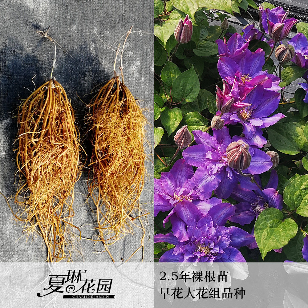 夏琳花园铁线莲2.5年裸根苗二类早花组大道庭院阳台爬藤攀援花卉