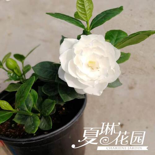 夏琳花园 达摩 清誉 法莲栀子小苗小型开花浓香盆景素材苗常绿