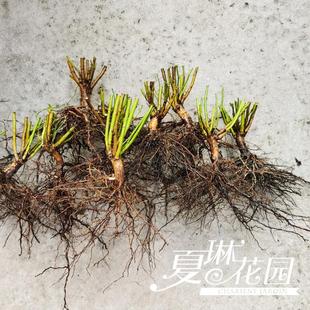 夏琳花园 下单现挖无刺蔷薇实生根砧木用于嫁接月季人参根