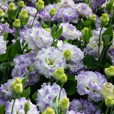 洋桔梗冬季莲座苗懂的来