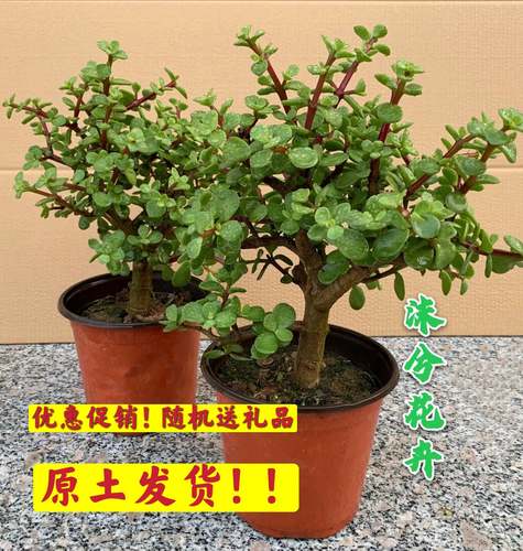 金枝玉叶雅乐之舞玉树原盆原土