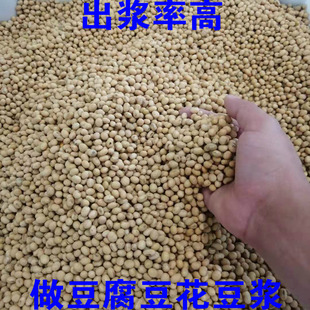 2025新豆安徽黄豆商用非转基因打豆浆 50公斤 做豆腐豆花专用豆