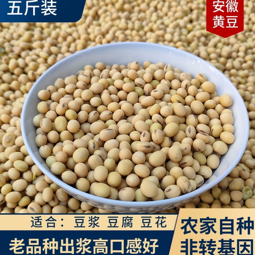 本地老品种黄豆打豆浆做豆花