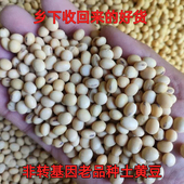 2025打豆浆土黄豆打豆浆专用土老品种农家自种土黄豆非转基因