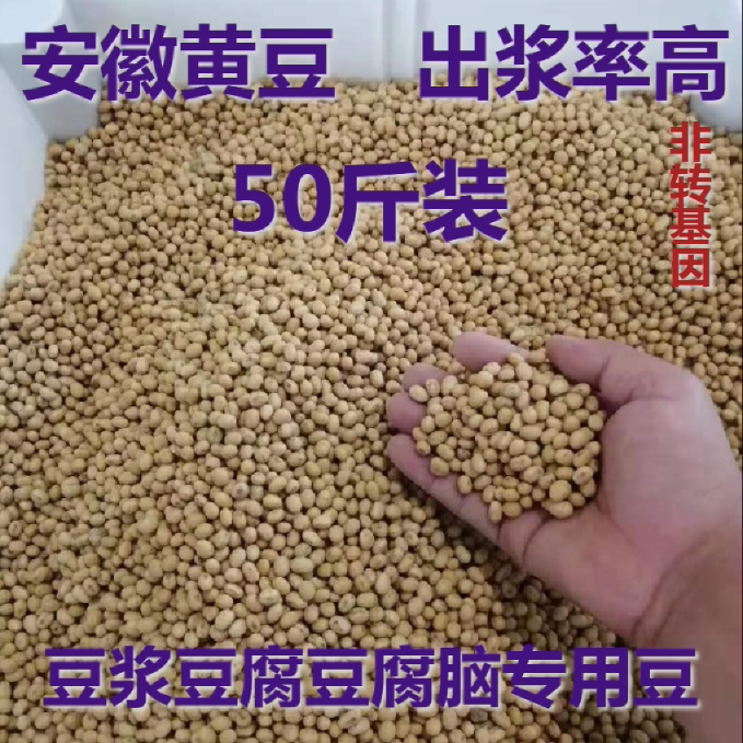 2025新豆安徽黄豆商用非转基因打豆浆 做豆腐豆腐脑 豆花专用50斤