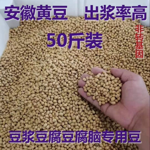 2025新豆安徽黄豆商用非转基因打豆浆 豆花专用45斤 做豆腐豆腐脑