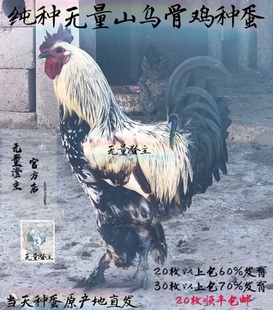 云南无量山乌骨鸡蛋原产地大毛脚鸡有精蛋食用孵化农家散养土鸡蛋