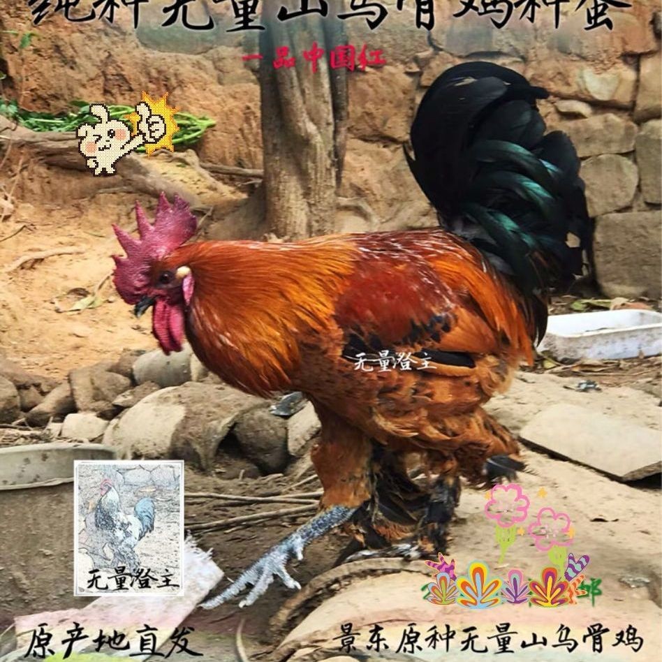 纯种云南无量山乌骨鸡种蛋