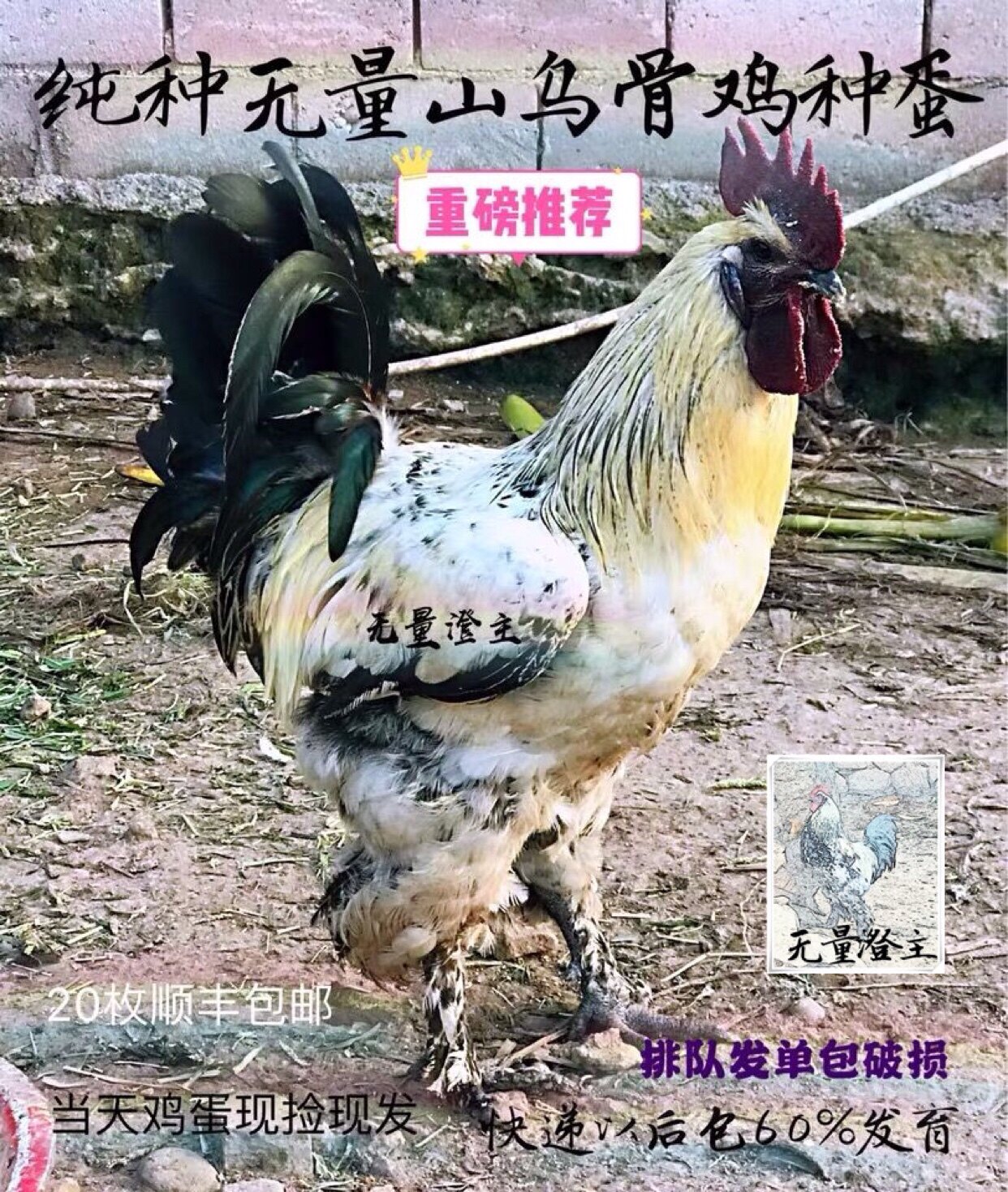 纯种无量山乌骨鸡种蛋受精蛋景东大种毛脚鸡蛋土乌鸡种蛋无量澄主