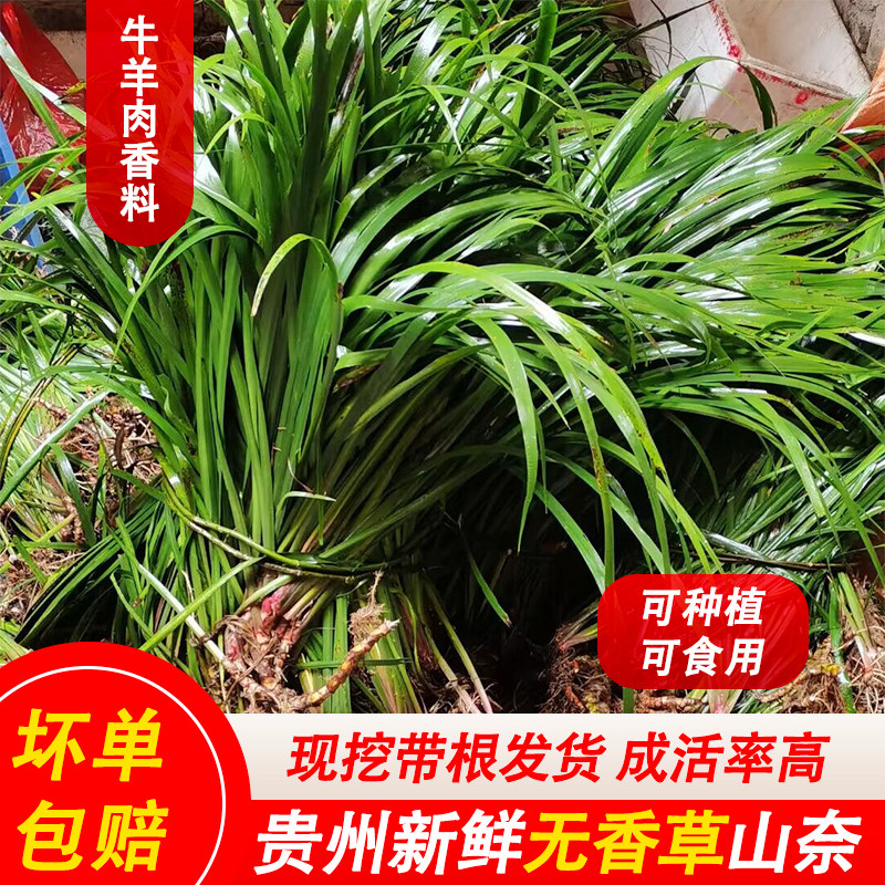 贵州新鲜山奈五香草三奈山赖茴香菖蒲羊牛肉去腥香料盆栽带根种植