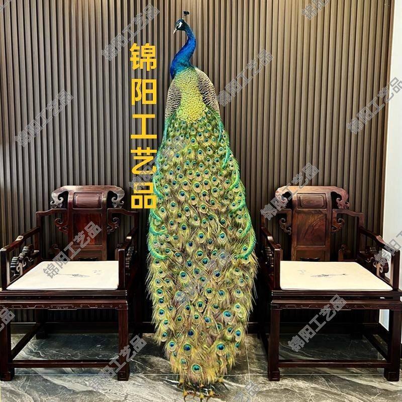 蓝白孔雀标本全真羽毛落