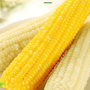 佳木斯喜家生子速冻玉米黑龙江农垦科学院监制黏苞米棒子黄白8支