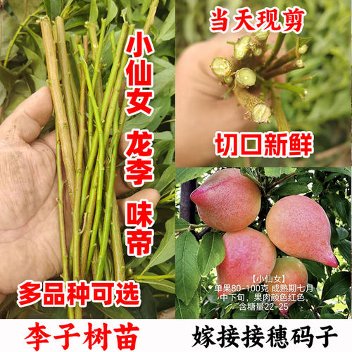 小仙女李子味帝桃形李嫁接穗枝条