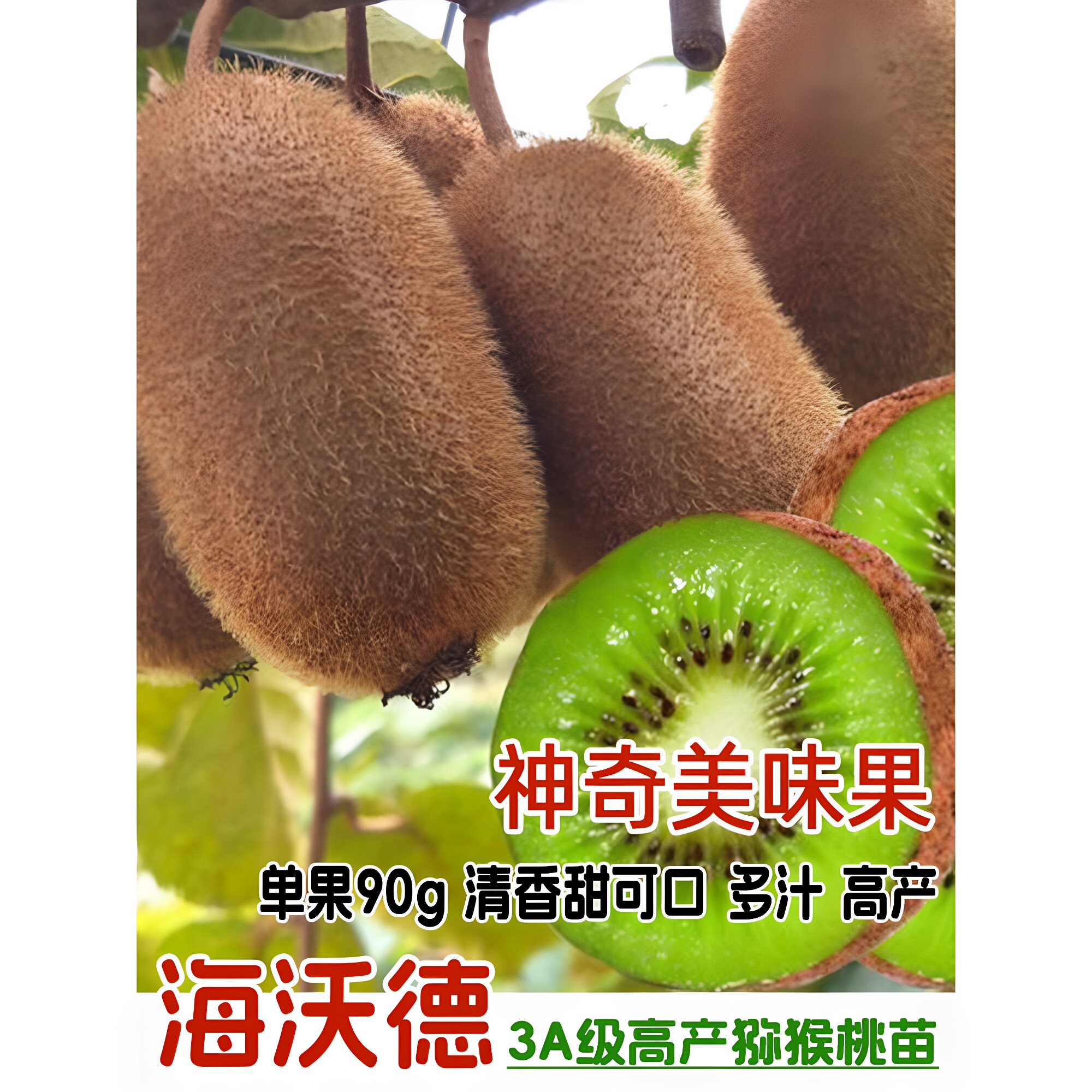 嫁接徐香翠香海沃德猕猴桃果树苗