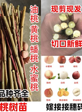 新品种冬桃早熟油桃黄桃桃树接穗