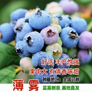 薄雾双季蓝莓苗带土南北方种植盆栽地栽苗当年结果兔眼蓝莓树果苗