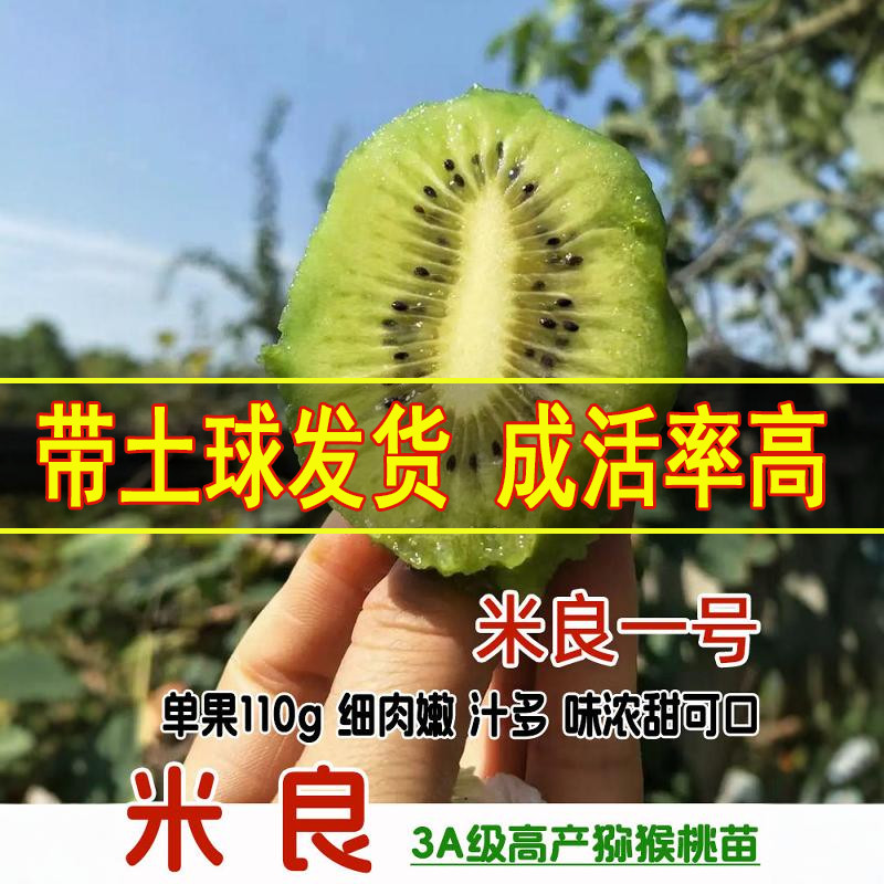 嫁接香甜多汁好吃猕猴桃苗好成活