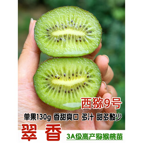 特大嫁接翠香西猕九号猕猴桃树苗
