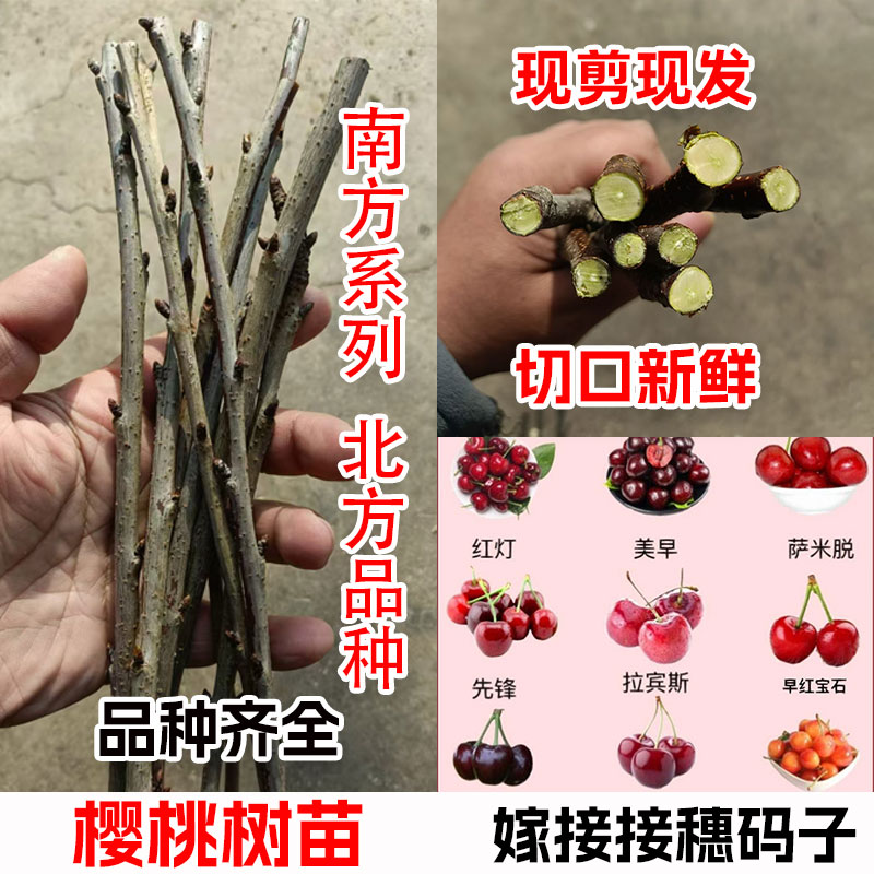 车厘子大樱桃嫁接接穗码子枝条