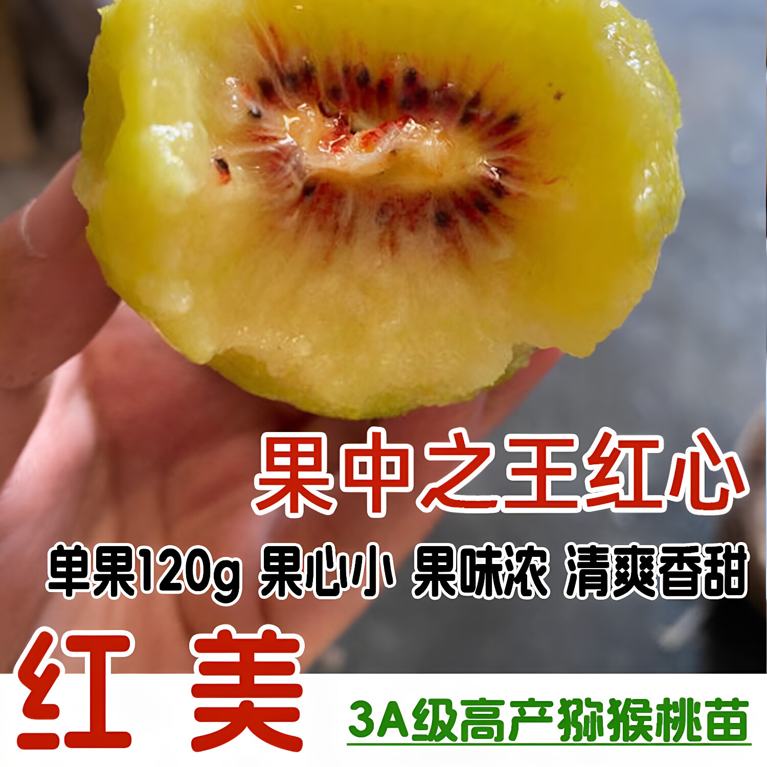 嫁接红红阳猕猴桃树苗心当年结果
