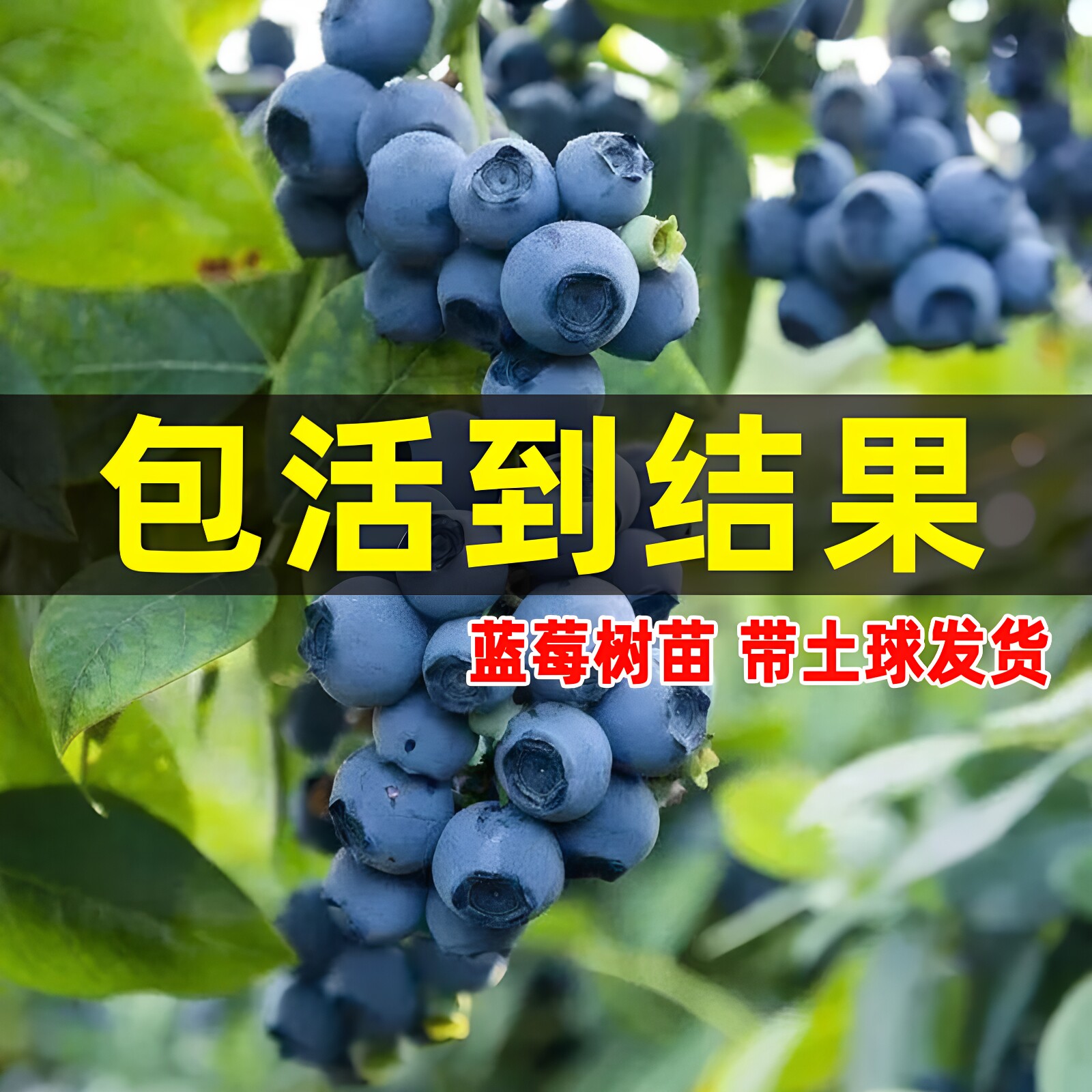 蓝莓苗当年结果庭院盆栽地栽大苗