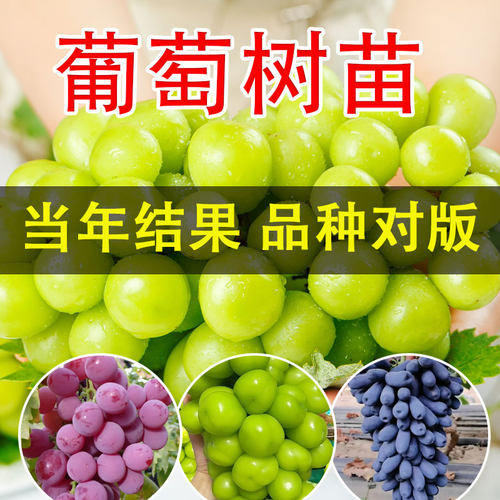 爬藤巨峰葡萄苖阳光玫瑰蓝宝石葡萄树苗无籽南方北方种植盆栽庭院