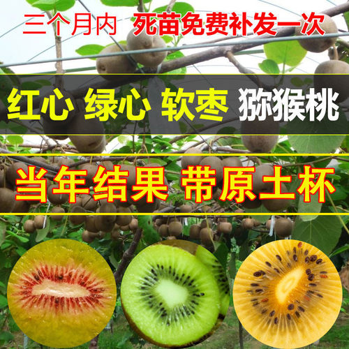 嫁接香甜好吃猕猴桃苗当年结果苗