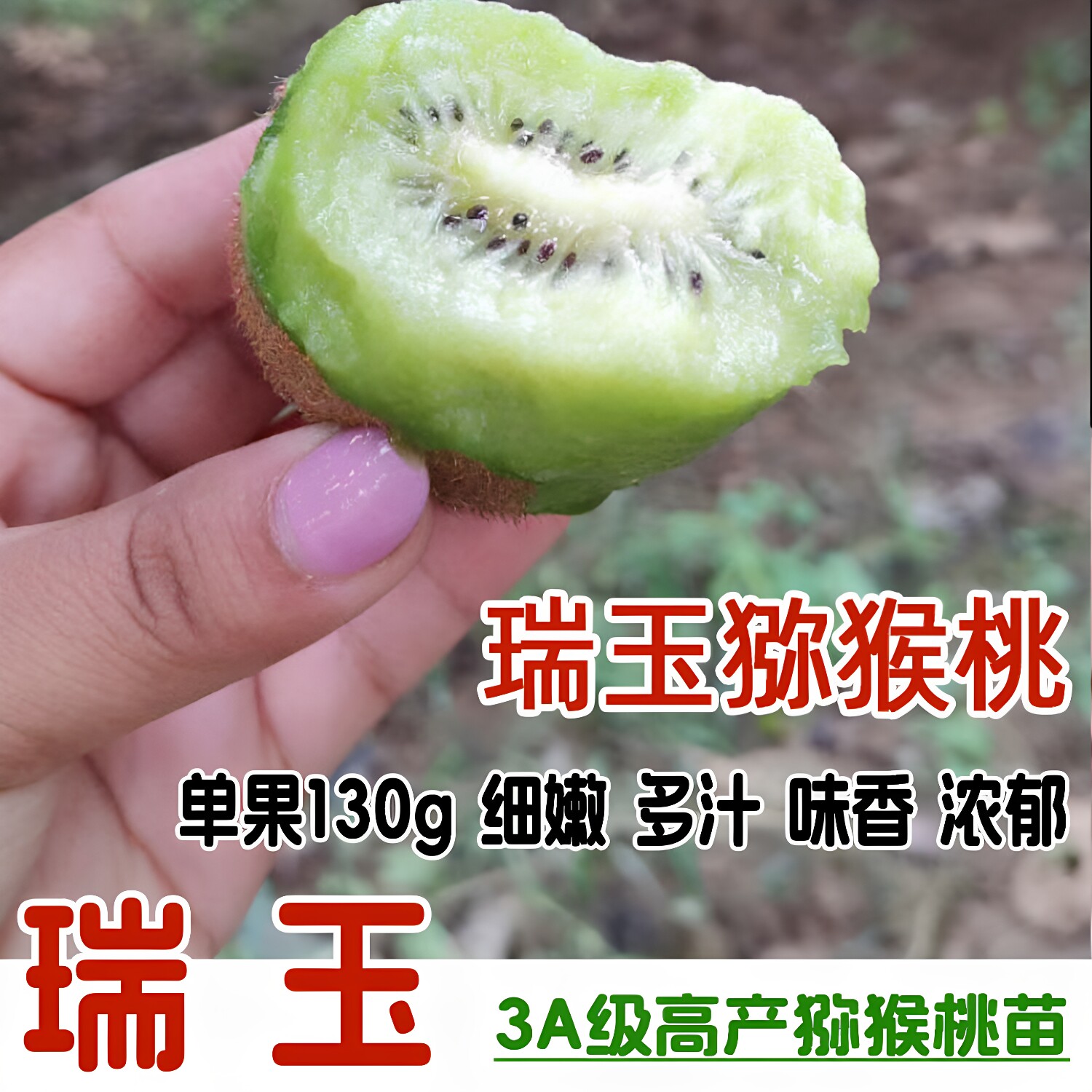 嫁接瑞玉猕猴桃树苗当年结果树苗