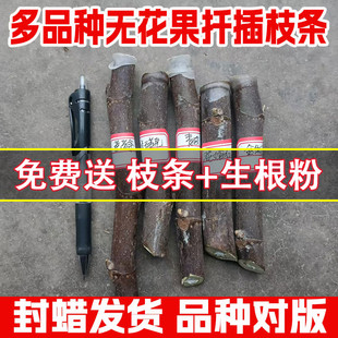 新品 种格莱斯无花果枝条波姬红芭劳奈青皮紫波尔多无花果扦插枝条