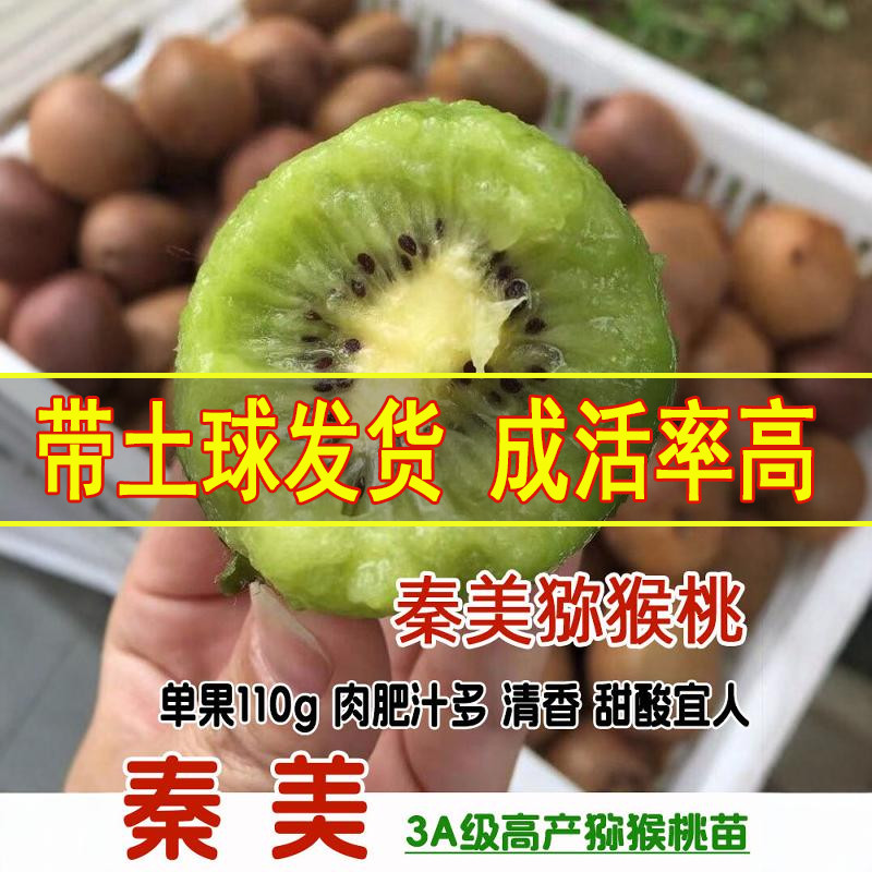 嫁接香甜好吃猕猴桃苗当年结果