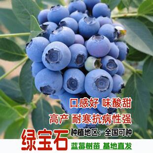 兔眼奥尼尔绿宝石蓝莓树果苗盆栽南方北方地栽大果树苗带土球栽种