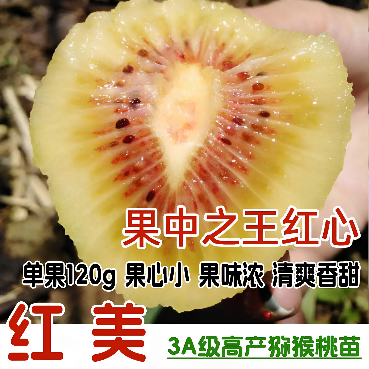 嫁接红心红阳猕猴桃树苗当年结果