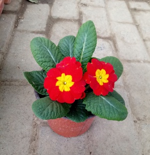 重庆花卉报春花植物观花盆栽花园绿植庭院美观盆景同城派送