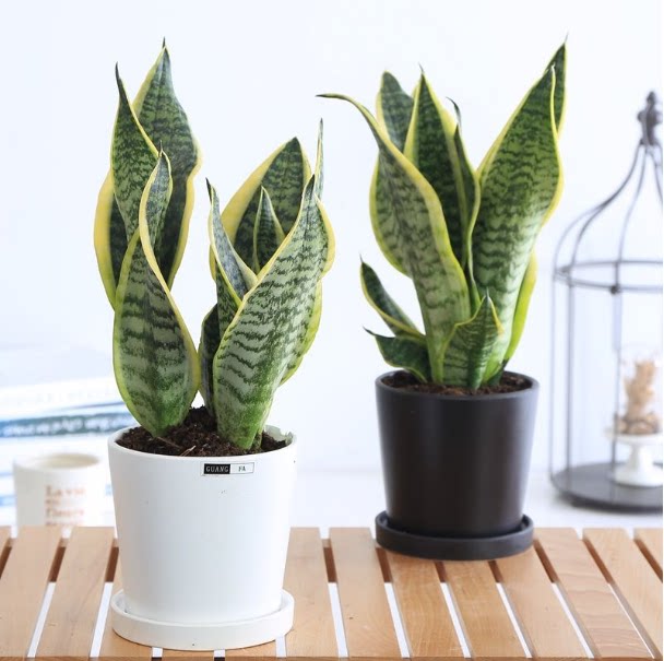 重庆花卉虎皮兰桌面小植物办公室桌面绿植