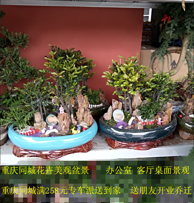 重庆花卉绿植办公室客厅室内盆景观赏植物净化空气除甲醛盆栽包邮