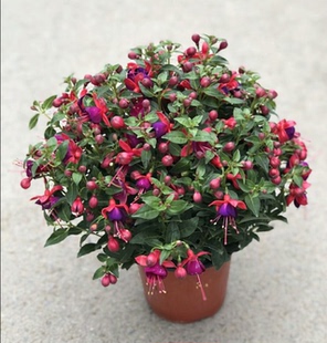 重庆花卉倒挂金钟吊兰阳台植物室外观花盆栽花园绿植盆景花架植物