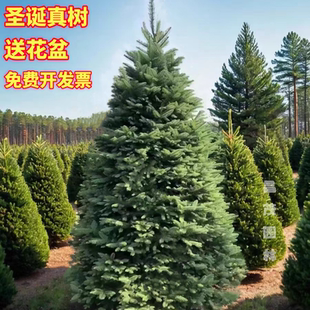 包邮 真圣诞树圣诞树真树 圣诞树真松树 云杉圣诞树活 盆栽圣诞树
