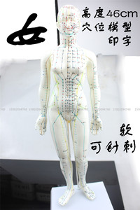 新城人体模型经络穴位模型针灸艾灸教学模型小人全身超清晰女模