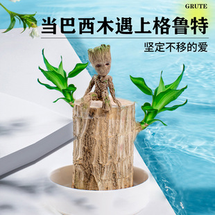 巴西木格鲁特幸运木开花绿植小盆栽桌面水培植物花卉小树人