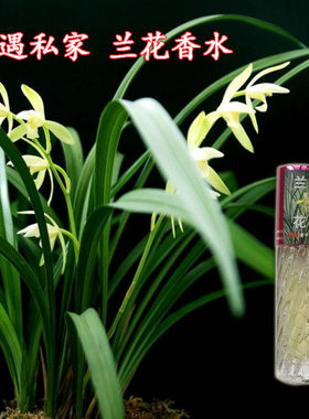 兰草花味香水持久清新淡雅香水