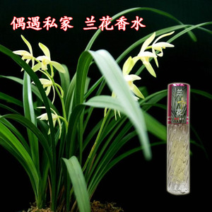 兰草花味香水持久清新淡雅香水