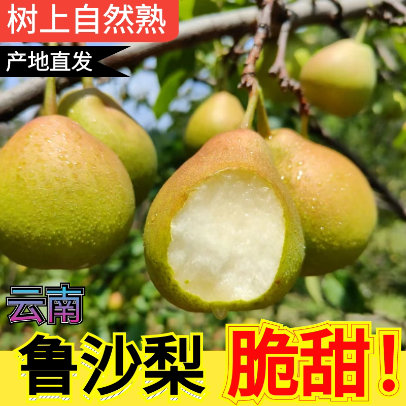 云南个旧鲁沙梨子新鲜水果当季整梨