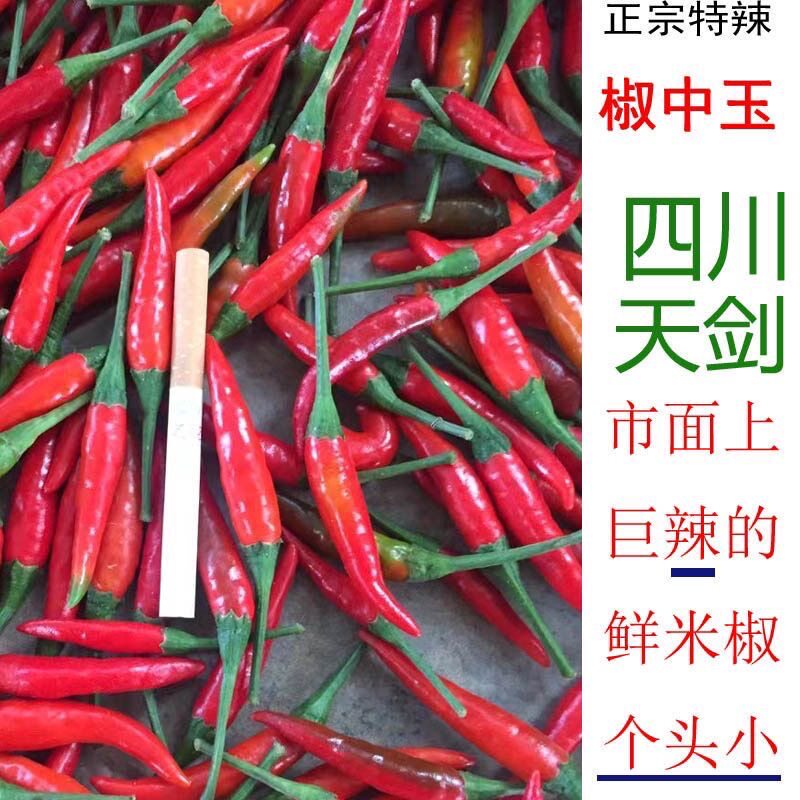 (超级辣)四川天剑红小米椒超级辣正宗椒中玉朝天椒七星椒爆辣新鲜