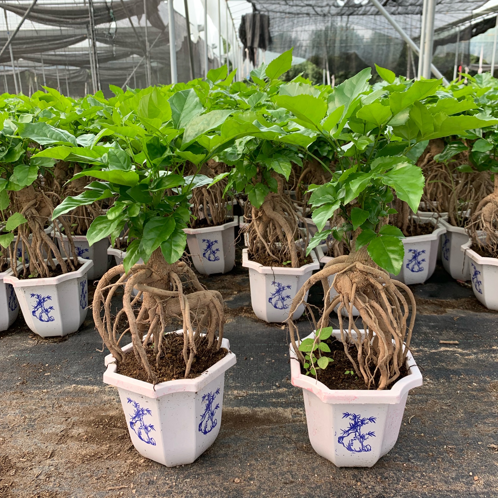 幸福树提根小盆栽四季常青耐阴植物平安树绿宝发财办公桌面吸甲醛在类目 鲜花速递/花卉仿真/绿植园艺, 花卉/绿植盆栽（新）, 绿植中 - 来自Buy2taobao.com提供专业的淘宝代购服务