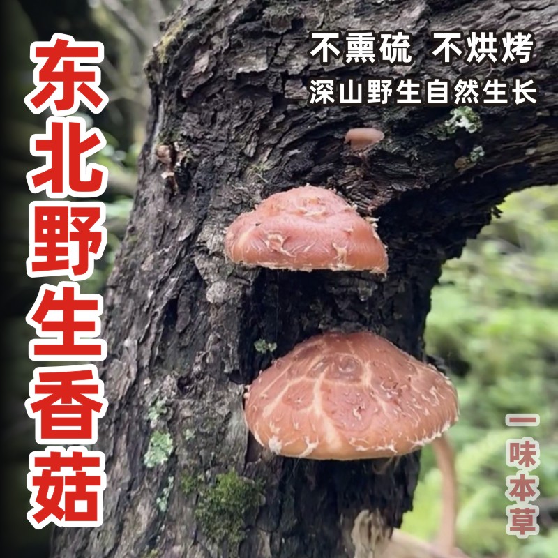 500g东北特产长白山香菇干货